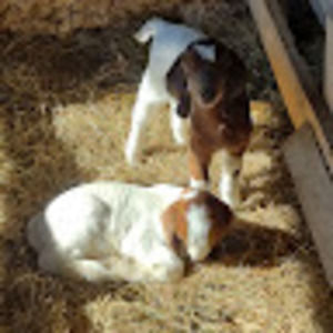 Meet your Posher, Leslie